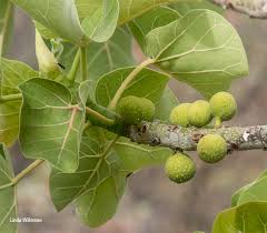 Image result for Ficus abutilifolia