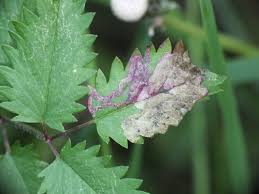 Image result for Stigmella poterii