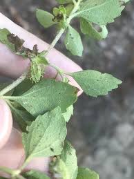 Image result for Acanthospermum australe