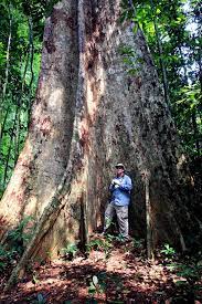 Warna buahnya adalah merah dan menjadi kehitaman. Jom Tengok Pokok Terbesar Di Malaysia Dekat Tasik Kenyir Je Rileklah Com
