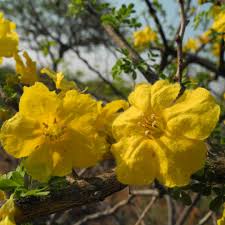 Image result for Rhigozum