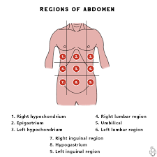 Abdominal Regions Abdomen Forearm Anatomy Region