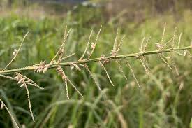 Image result for Echinochloa pyramidalis