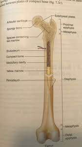 This is an online quiz called long bone labeling. Long Bone Anatomy Quizlet