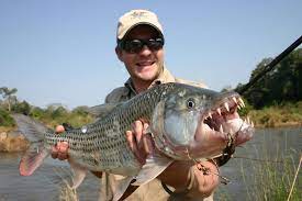 The African Tigerfish Tiger Fish Fish Sea Fish