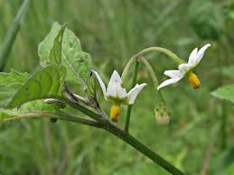 Image result for Solanum linneanum