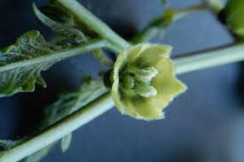 Image result for Physalis angulata