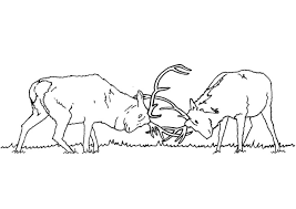 These alphabet coloring sheets will help little ones identify uppercase and lowercase versions of each letter. Coloring Page Elk Fighting Free Printable Coloring Pages Img 9467