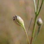 Image result for Micrargeria