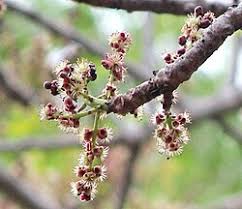 Image result for Sclerocarya birrea