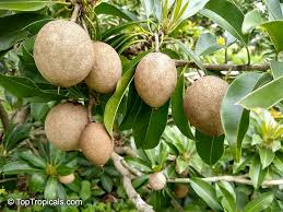 Image result for Manilkara