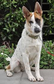 Black And White Spotted Shepherd Dog Westside German Shepherd Rescue Of Los Angeles Panda German Shepherd Unusual Dog Breeds Dog Breeds