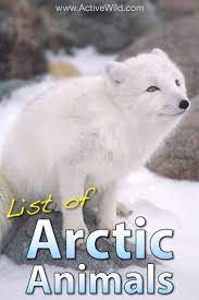 Arctic Animals List With Pictures Facts Information Arctic Animals Arctic Animals Preschool Arctic Animals For Kids