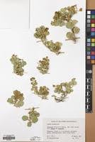 Image result for Cadaba glaberrima