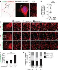 Which organelles are labeled g. Endoplasmic Reticulum Contact Sites Regulate The Dynamics Of Membraneless Organelles Science