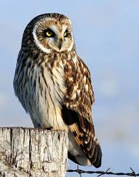 Michigan Birds Of Prey Pictures Short Eared Owl Short Eared Owl Owl Photos Owl Photography