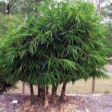 Image result for Bambusa vulgaris