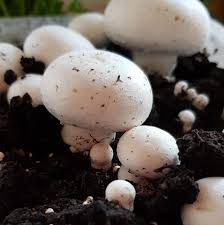 Create a spore syringe by establishing a sterile environment. How To Grow Mushrooms