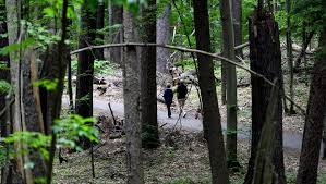 Over the course of a couple. Hartwick Pines Towering Forest Lumber Lore Up North