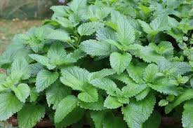 Um die wurzeln der umliegenden pflanzen durch die regelmäßige neupflanzung einjähriger arten nicht zu beschädigen, empfiehlt es sich, einjährige und mehrjährige kräuter nicht gemeinsam zu pflanzen oder im beet ausreichend platz zwischen den pflanzen zu lassen. Welche Krauter Passen Nebeneinander Zusammen Pflanzen Tabelle