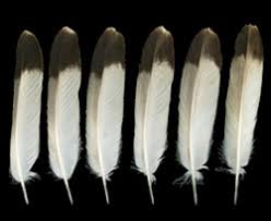 The Feather Atlas Feather Identification And Scans U S