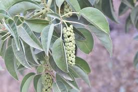 Image result for Phytolacca dioica