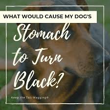 These symptoms are the most commonly found in dogs with this medical issue treatment for cancer. What Would Cause My Dog S Stomach To Turn Black Keep The Tail Wagging