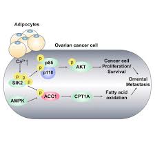 An integrated approach to considering the evidence shows that most diets that are protective against cancer are rich in foods of plant origin. Salt Inducible Kinase 2 Couples Ovarian Cancer Cell Metabolism With Survival At The Adipocyte Rich Metastatic Niche Sciencedirect