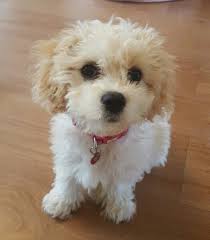 Most trusted source of cavachon puppies for sale. Too Cute Cavachon Puppy 14 Weeks Old Cavachon Puppies Cavachon Puppies