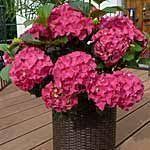 Dieser Fehler Lasst Hortensien Weniger Bluhen 2019 Hydrangea Bloom Garden Care Flowers