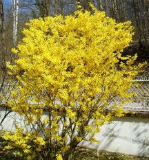 Forsythia X Intermedia Lynwood Forsythia Plants Lynwood