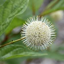 Image result for Cephalanthus