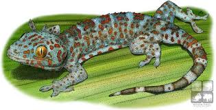 Tokay Gecko Gecko Gekko Line Art And Full Color Illustrations Illustration Art Line Art
