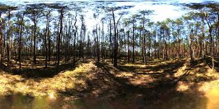 Pine forest | FREE Nature HDRis | BlenderKit