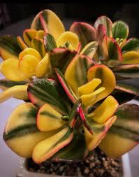 Image result for Crassula alba
