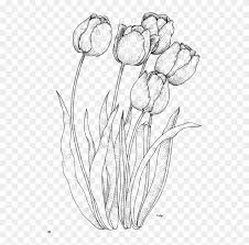 Color our free sunflower coloring page for adults that's a realistic flower coloring page. Fotki Coloring Pages Nature Flower Coloring Pages Draw Tulips Hd Png Download 590x800 3754 Pngfind