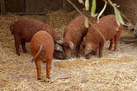Over 4 weeks ago on advertigo. Are Wooly Mangalitsa Pigs Right For Your Homestead Hello Homestead