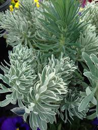 Euphorbia characias zum kleinen preis hier bestellen. Photo Of The Leaves Of Mediterranean Spurge Euphorbia Characias Glacier Blue Posted By Paul2032 Garden Org