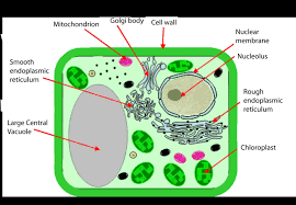Maybe you would like to learn more about one of these? Plant Tissues And Growth Ck 12 Foundation
