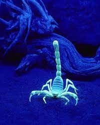 Maybe you would like to learn more about one of these? Why Did Scorpions Evolve To Glow Under Uv Light The Answer Isn T A Passion For Disco Scorpion Animals Scorpio