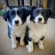 The Kennel Club UK - Meet Border Collie puppies Sinbad and Skipper from the  Isle of Man. 😍🐶 Why do you 💚 the breed? Get involved and share pics of  your Border