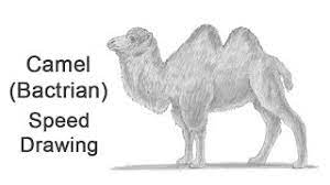 Cute small odm oem brown cream soft two humps plush animal baby camel stuffed toys. How To Draw A Camel Bactrian