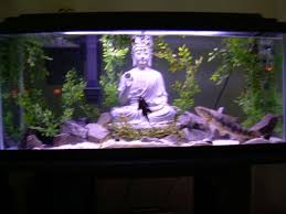 Zen Fish Tank Cool Fish Tanks Tropical Fish Aquarium Aquarium