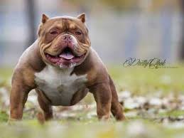 Very playful and cute pups! Pocket Bully Pups Chorley Lancashire Pets4homes