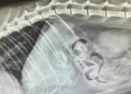 Ultrasound may be used to provide information about a tumor or surrounding tissues and organs, and to precisely locate the position of a tumor in order to guide a needle biopsy. Feline Diagnostic Imaging Ultrasound Mri X Rays Radiology North Elm Animal Hospital