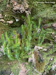 Image result for Huperzia bampsiana