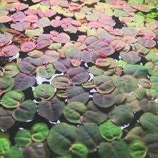 Image result for Phyllanthus retinervis