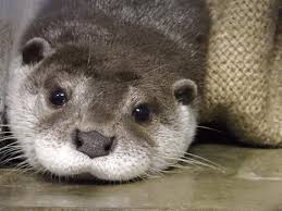 Happy World Otter Day The Daily Otter Otters Cute Baby Animals Baby Otters
