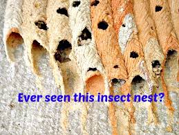 I'm sorry but it's true and i'm sure. Home Maintenance Tip Do You Have Dirt Daubers Atlantic Foundation Repair