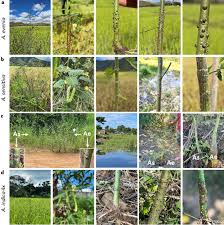 Image result for Aeschynomene elaphroxylon